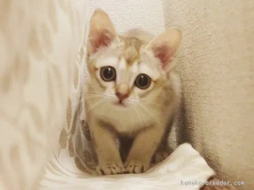 ID：1511-00008の子猫