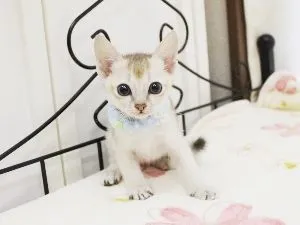 ID:1510-00263の子猫