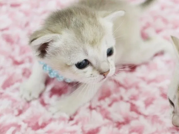 ID:1502-00121の子猫
