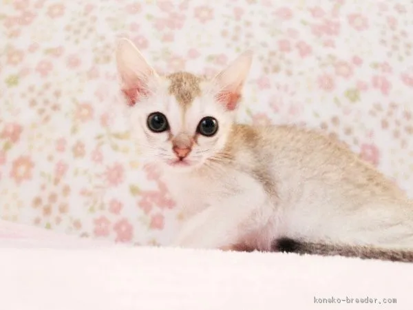 ID：1905-00923の子猫