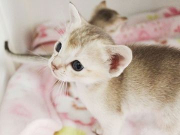 シンガプーラ【千葉県・男の子・2018年9月8日・セピアアグーチ】の写真「２匹兄弟です。」