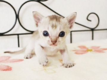 シンガプーラ【千葉県・男の子・2016年7月10日・セピアアグーチ】の写真「」