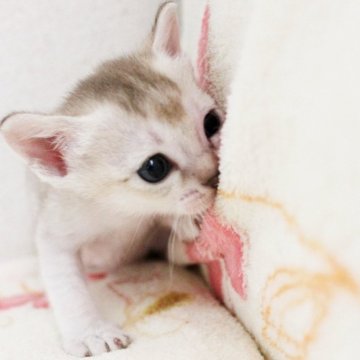 シンガプーラ【千葉県・女の子・2024年6月23日・セピアアグーチ】の写真「7/22撮影の動画あり」