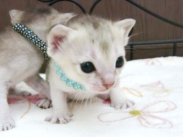 シンガプーラ【千葉県・男の子・2020年10月1日・セピアアグーチ】の写真「■■■■動画有り■■■■」