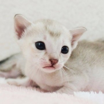 シンガプーラ【千葉県・女の子・2023年5月8日・セピアアグーチ】の写真「遺伝子検査、両親ノーマル（クリア）」