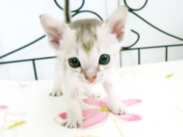 シンガプーラ【千葉県・男の子・2020年5月18日・セピアアグーチ】の写真「■」