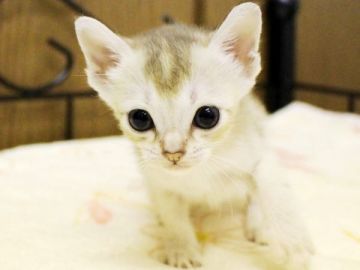 シンガプーラ【千葉県・女の子・2016年8月2日・セピアアグーチ】の写真「オーナ様募集終了しました」