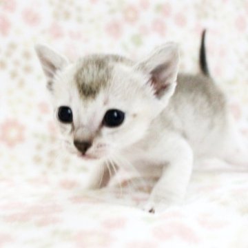 シンガプーラ【千葉県・女の子・2023年5月8日・セピアアグーチ】の写真「遺伝子検査、両親ノーマル（クリア）」