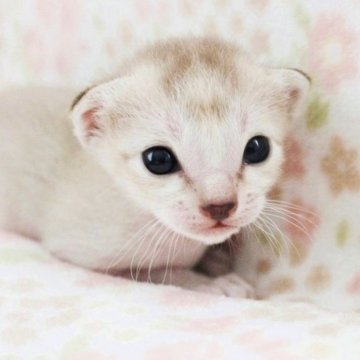 シンガプーラ【千葉県・男の子・2024年8月6日・セピアアグーチ】の写真「8/22撮影動画有り」