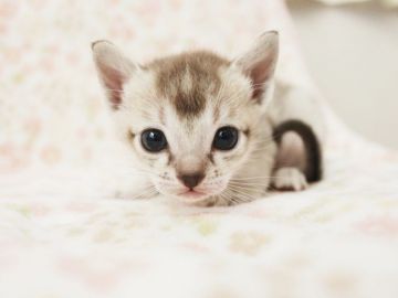 シンガプーラ【千葉県・男の子・2020年11月8日・セピアアグーチ】の写真「可愛く育っています.」