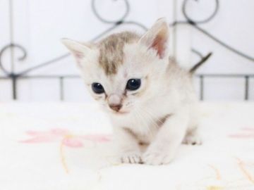 シンガプーラ【千葉県・男の子・2021年10月3日・セピアアグーチ】の写真「遺伝子検査、両親ノーマル（クリア）」