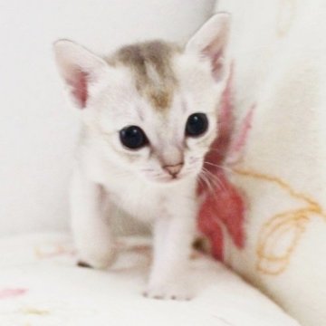 シンガプーラ【千葉県・女の子・2024年6月23日・セピアアグーチ】の写真「7/22撮影の動画あり」