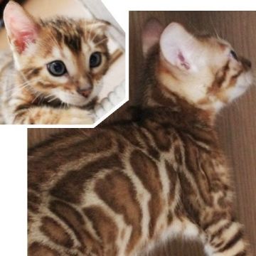 ベンガル【千葉県・男の子・2021年6月2日・ブラウンスポテッドタビー(ロゼット)】の写真「動画更新しました。」