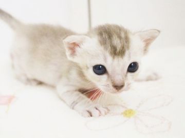 シンガプーラ【千葉県・男の子・2017年6月17日・セピアアグーチ】の写真「可愛く育っています」