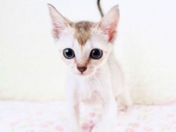 シンガプーラ【千葉県・男の子・2018年6月17日・セピアアグーチ】の写真「動画あり（2018年8月12日撮影）」