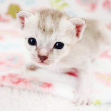 シンガプーラ【千葉県・男の子・2024年6月23日・セピアアグーチ】の写真「7/８撮影の動画あり」