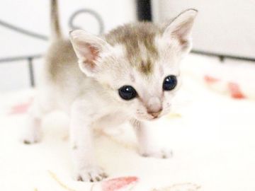 シンガプーラ【千葉県・女の子・2017年4月10日・セピアアグーチ】の写真「甘ったれさんです（今のところ）」