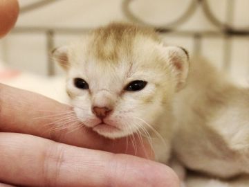 シンガプーラ【千葉県・男の子・2022年4月27日・セピアアグーチ】の写真「遺伝子検査、両親ノーマル（クリア）」