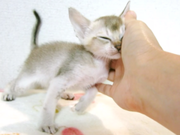 シンガプーラ【千葉県・女の子・2017年6月17日・セピアアグーチ】の写真「動画更新しました。7/29撮影」