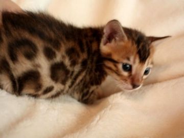 ベンガル【千葉県・男の子・2018年3月16日・ブラウンスポットタビー(ロゼット)】の写真「ロゼット綺麗です」