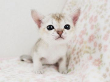 シンガプーラ【千葉県・女の子・2019年10月5日・セピアアグーチ】の写真「可愛く育っています」