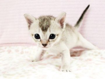 シンガプーラ【千葉県・男の子・2020年4月14日・セピアアグーチ】の写真「■■■■　動画有り　■■■■」