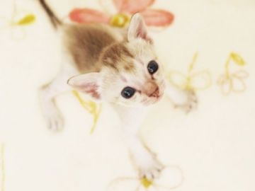 シンガプーラ【千葉県・女の子・2016年7月10日・セピアアグーチ】の写真「」