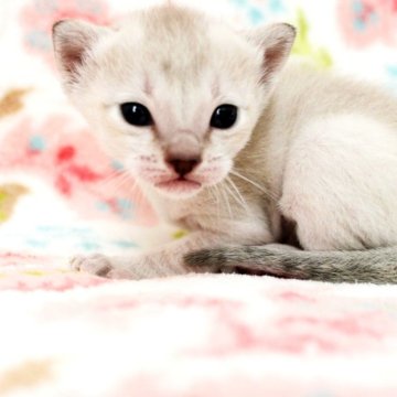 シンガプーラ【千葉県・男の子・2024年3月12日・セピアアグーチ】の写真「遺伝子検査、両親ノーマル（クリア）」