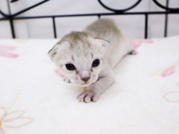 シンガプーラ【千葉県・男の子・2020年9月24日・セピアアグーチ】の写真「毛色が薄くなっていったら価格変更の可能性有りです」