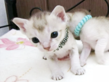 シンガプーラ【千葉県・男の子・2020年10月1日・セピアアグーチ】の写真「■■■■動画有り■■■■」