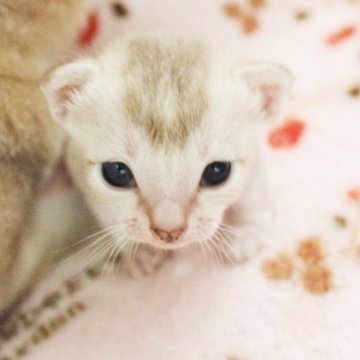 シンガプーラ【千葉県・男の子・2024年7月17日・セピアアグーチ】の写真「遺伝子検査、両親ノーマル（クリア）」