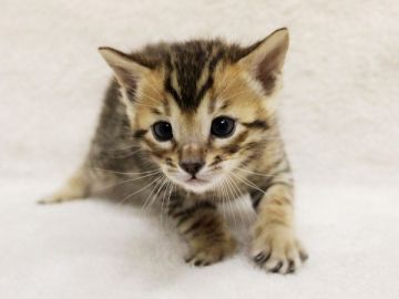 ベンガル【千葉県・男の子・2016年2月21日・ブラウンスポットタビー(ロゼット)】の写真「ロゼット綺麗です」