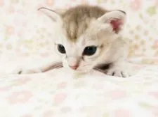 シンガプーラ【千葉県・男の子・2020年11月8日・セピアアグーチ】の写真1