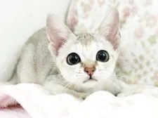 シンガプーラ【千葉県・女の子・2019年5月25日・セピアアグーチ】の写真1