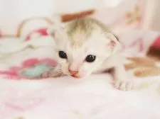 シンガプーラ【千葉県・女の子・2020年3月23日・セピアアグーチ】の写真1