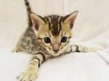 ベンガル【千葉県・男の子・2016年7月25日・ブラウンスポットタビー(ロゼット)】の写真1