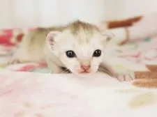 シンガプーラ【千葉県・女の子・2020年3月23日・セピアアグーチ】の写真2