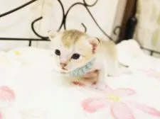 シンガプーラ【千葉県・男の子・2015年7月6日・セピアアグーチ】の写真2