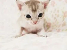 シンガプーラ【千葉県・男の子・2020年11月8日・セピアアグーチ】の写真3