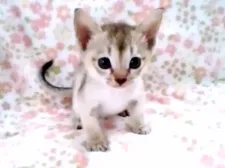 シンガプーラ【千葉県・男の子・2020年5月18日・セピアアグーチ】の写真3