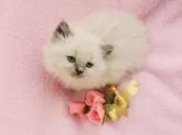 ヒマラヤン【千葉県・女の子・2013年3月19日・ブルー、もしくはシールポイント】の写真3