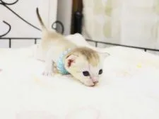 シンガプーラ【千葉県・男の子・2015年7月6日・セピアアグーチ】の写真3