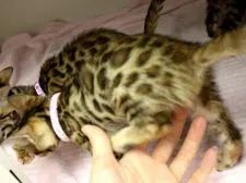 ベンガル【千葉県・女の子・2019年3月23日・ブラウンスポットタビー】の写真4