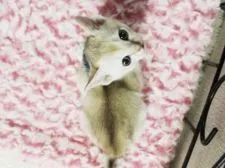 シンガプーラ【千葉県・男の子・2015年2月12日・セピアアグーチ】の写真4