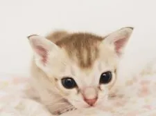 シンガプーラ【千葉県・男の子・2020年11月8日・セピアアグーチ】の写真5