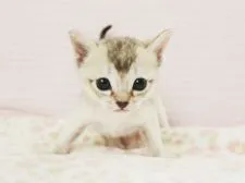 シンガプーラ【千葉県・男の子・2020年4月14日・セピアアグーチ】の写真5