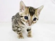 ベンガル【千葉県・女の子・2019年3月23日・ブラウンスポットタビー】の写真5