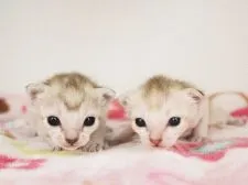 シンガプーラ【千葉県・女の子・2020年3月23日・セピアアグーチ】の写真5