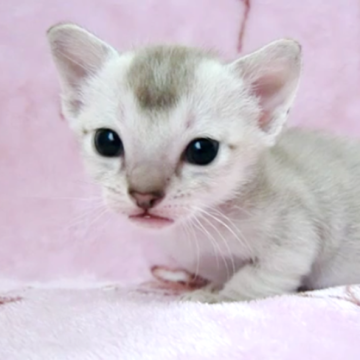 シンガプーラ【千葉県・男の子・2025年10月17日・セピアアグーチ】の写真「遺伝子検査、両親ノーマル(クリア)」