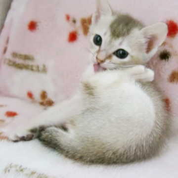 シンガプーラ【千葉県・女の子・2024年12月1日・セピアアグーチ】の写真「可愛く育っています」